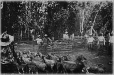 Herding sheep on Charles Gay’s ranch, Ko‘ele, early 1900s. Gay also kept cattle, horses, mules, and goats. (Photo courtesy Violet Gay.)